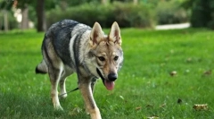 Cehoslovak wolf dog (foto): un amestec de lup și păstor german